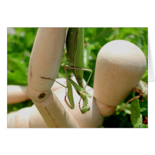 Cartão Mantis religiosa