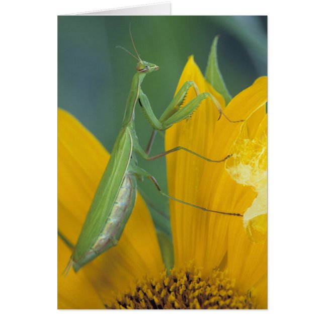 Cartão Mantis religiosa fêmea (Frente)