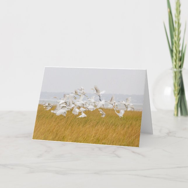 Cartão Many Egrets Blank Note Card (Frente)