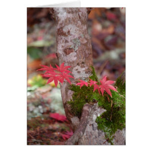 Cartão Maple e Moss Japoneses