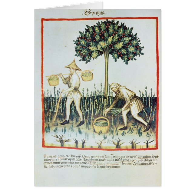 Cartão Máquinas desbastadoras do aspargo, século XIII (Frente)