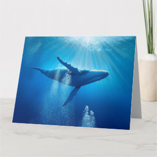 Cartão Mar de Baleia Natureza Azul Água Profunda Natureza