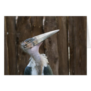 Cartão Marabou Stork