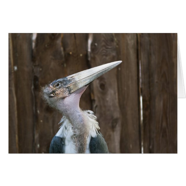Cartão Marabou Stork (Frente Horizontal)