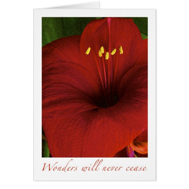 Cartão Maravilhas nunca vão parar (Frente)