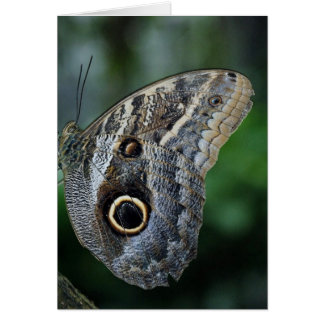Cartão Maravilhosa Borboleta Caligo Eurilochus