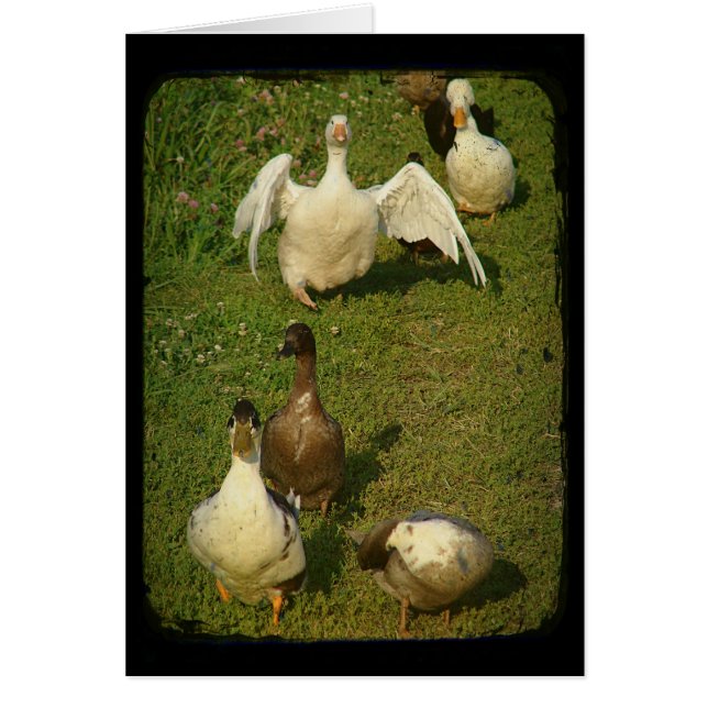 Cartão Maravilhosa Waterfowl (Frente)