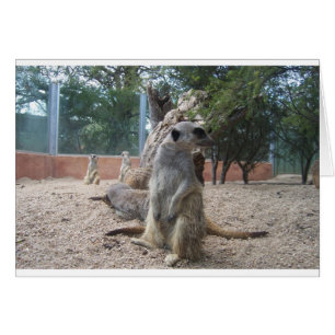 Cartão Maravilhoso Meerkats