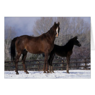 Cartão Mare e Foal Árabe na Neve