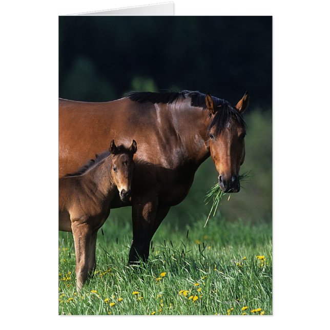 Cartão Mare & Foal de raça pura 1 (Frente)