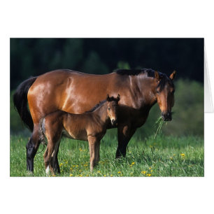 Cartão Mare & Foal de raça pura 1