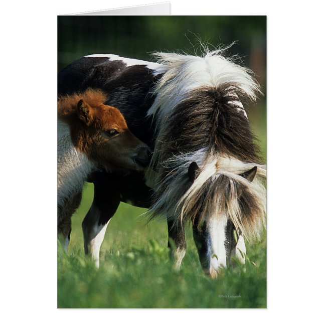 Cartão Mare & Foals miniatura 2 (Frente)