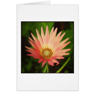 Cartão margarida africana