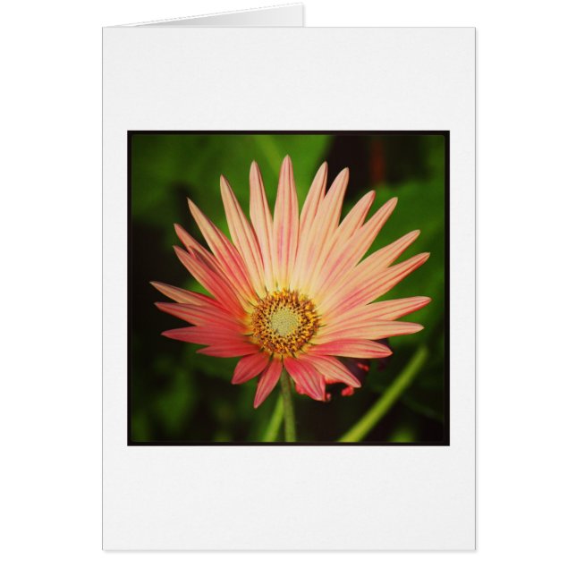 Cartão margarida africana (Frente)