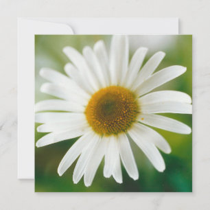 Cartão Margarida Branca de Oxeye - Leucanthemum vulgare