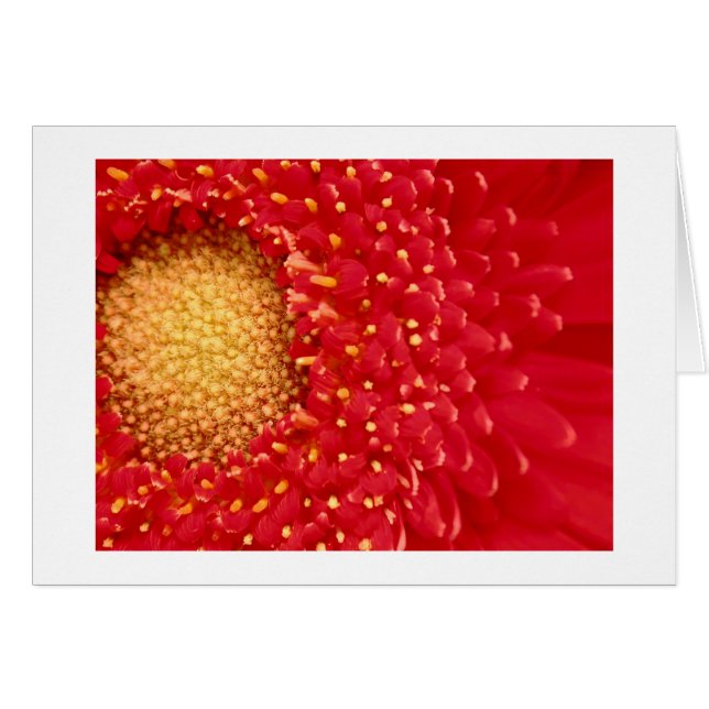 Cartão Margarida de Gerber (Frente Horizontal)