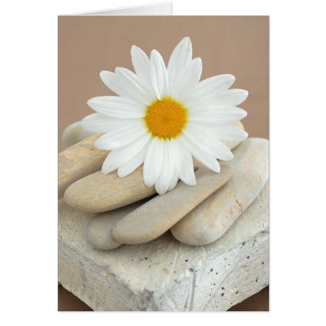 Cartão Margarida e pedras (Frente)