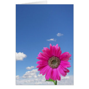 Cartão Margarida Rosa