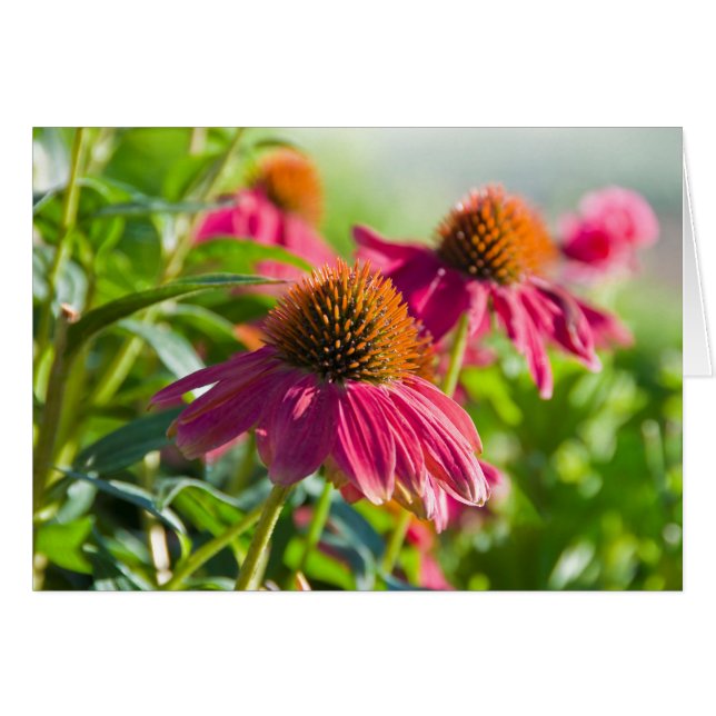 Cartão Margaridas de Rudbekia (Frente horizontal)