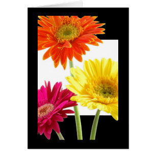 Cartão Margaridas do Gerbera