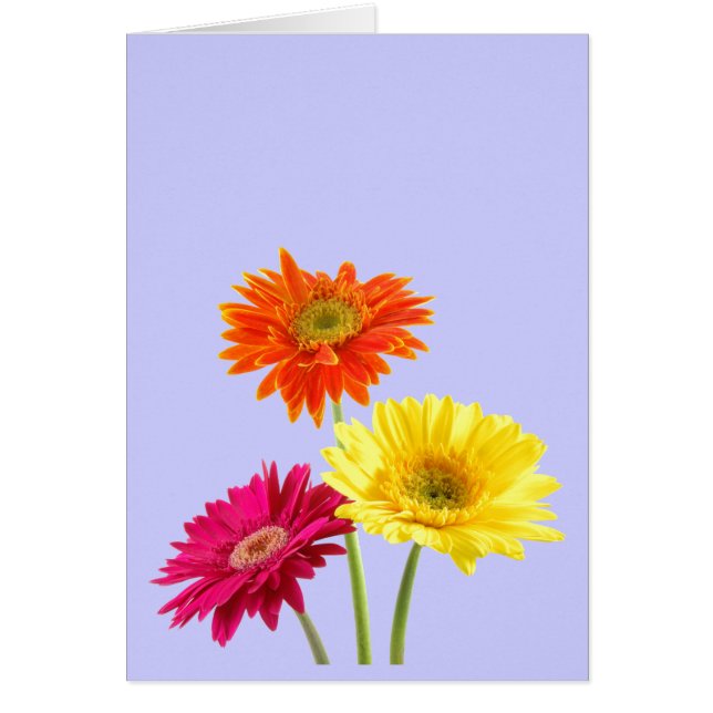 Cartão Margaridas do Gerbera (Frente)