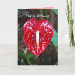Cartão Marido Nascido Vermelho Coração Anthurium Lily Flo