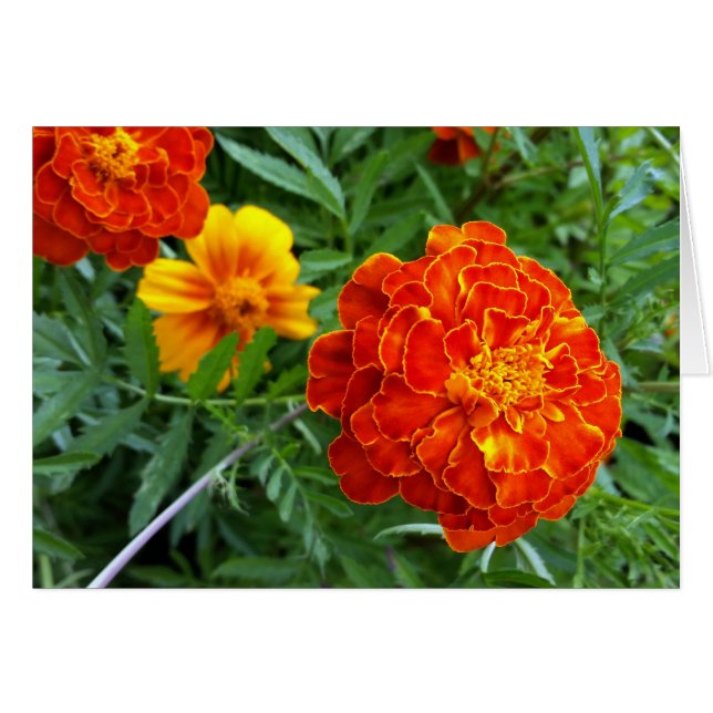 Cartão marigold ao sol (Frente Horizontal)