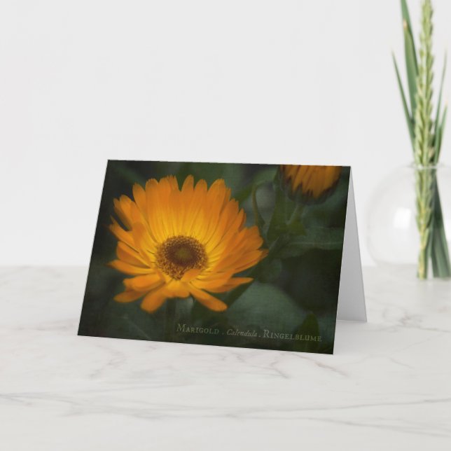 Cartão Marigold Greeting Card (Frente)