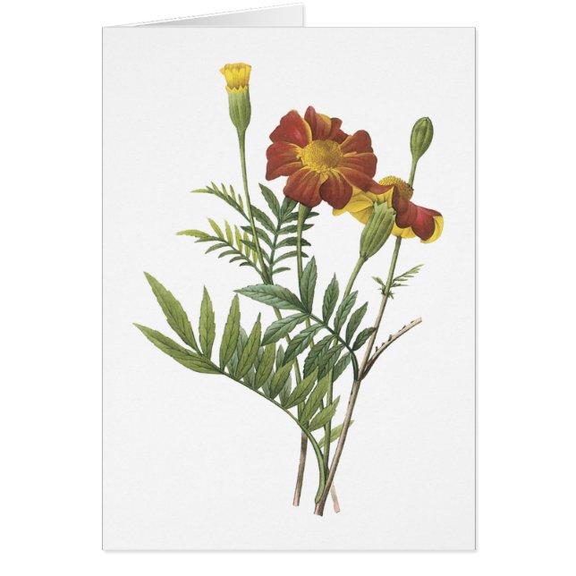 Cartão marigold(Tagetes sp.) por Redouté (Frente)