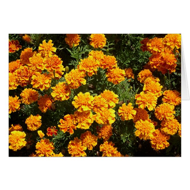 Cartão Marigolds (Frente Horizontal)