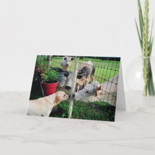 Cartão Marinheiro & amigos