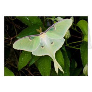 Cartão Mariposa Luna em Clematite de Carnaby