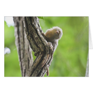Cartão Marmoset de pigmeu