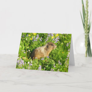 Cartão Marmot no Monte Rainier Wildflower