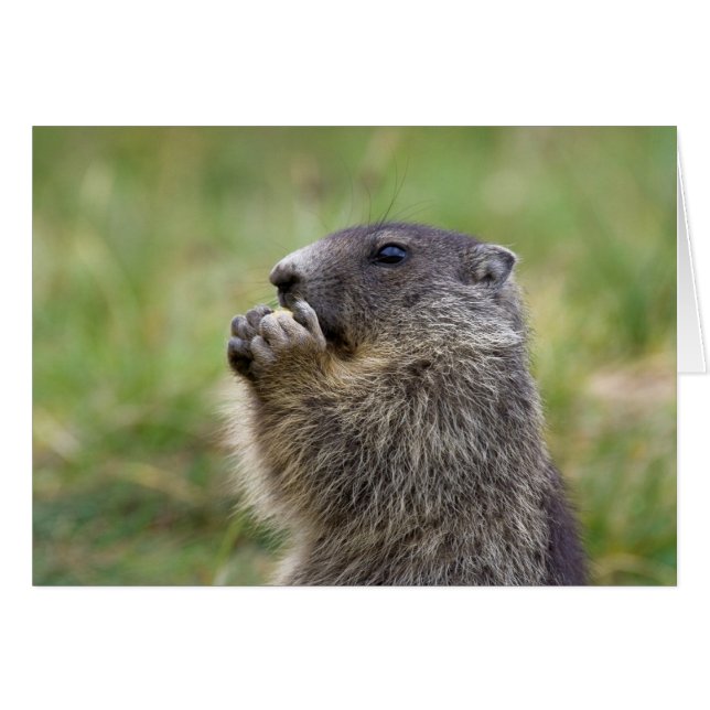 Cartão Marmota (Frente Horizontal)