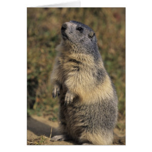 Cartão Marmota Alpina, Marmota marmota, adulta em pé