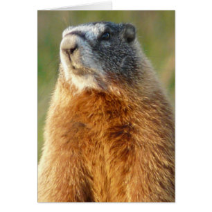 Cartão marmota Amarelo-inchada