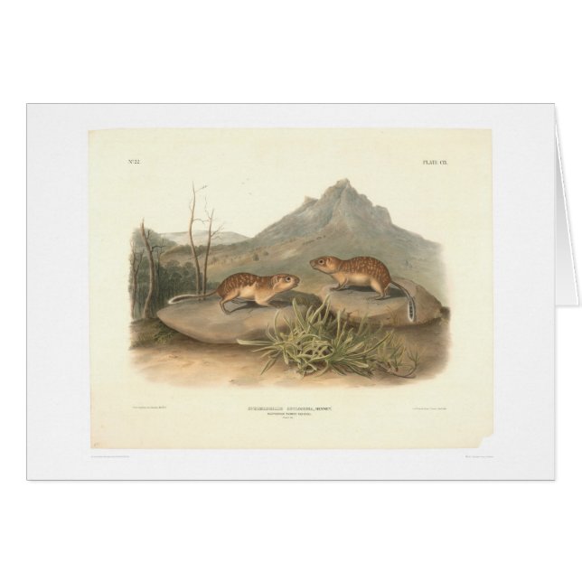Cartão Marmota de Califórnia por Audubon (0184A) (Frente Horizontal)