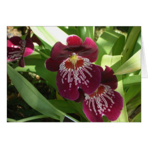 Cartão Maroon Orchids II Elegante Floral