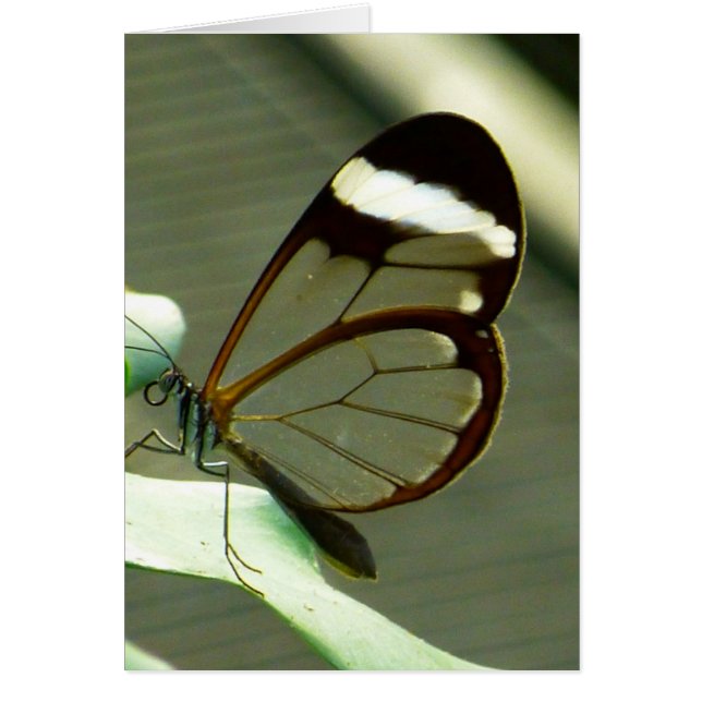 Cartão Marrom atordoante e borboleta translúcida (Frente)