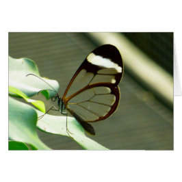 Cartão Marrom atordoante e borboleta translúcida