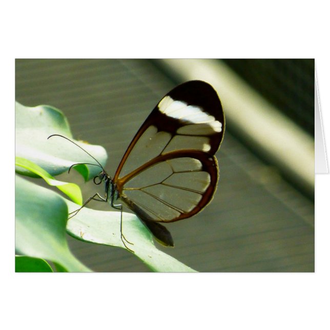 Cartão Marrom atordoante e borboleta translúcida (Frente Horizontal)