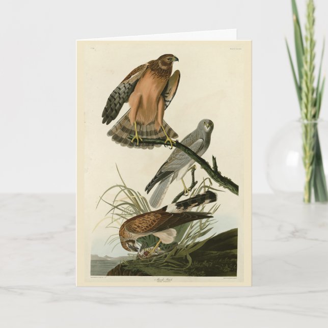 Cartão Marsh Hawk das Aves da América de Audubon (Frente)