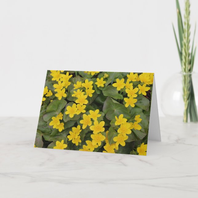 Cartão Marsh Marigold em Bloom (Frente)