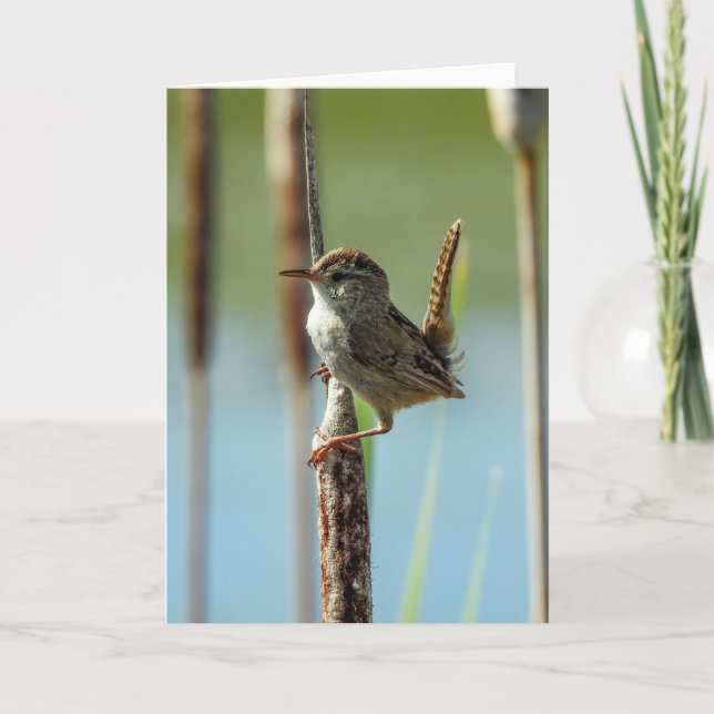 Cartão Marsh Wren Notecard (Frente)