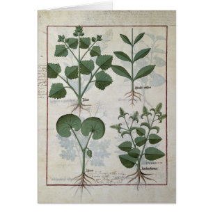 Cartão Marshmallow & Hastula Regia Asarabacca &