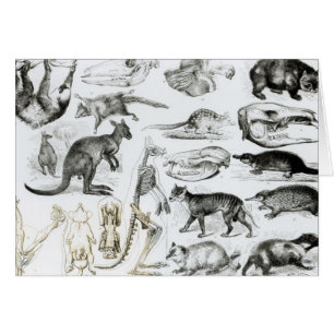 Cartão Marsupialia, Monetremata, Edentata