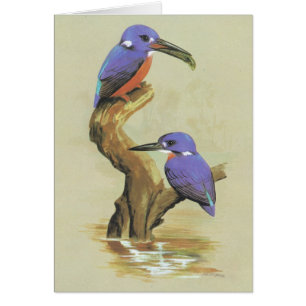 Cartão Martinho pescatore Azure - azureus de Ceyx