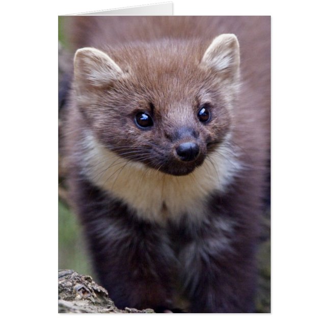 Cartão Marty (Frente)