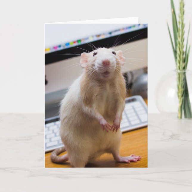 Cartão Marty Mouse Em Pé De Saudação (Frente)